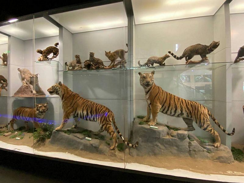 National Zoological Museum of China